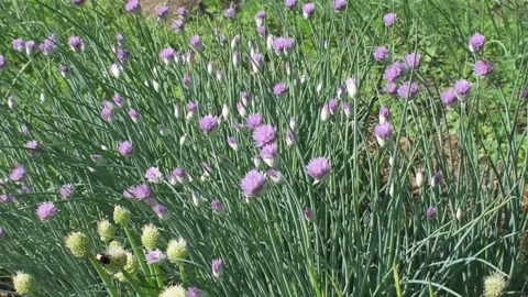 Flowering onion in the garden bed Stock-Footage 138734845