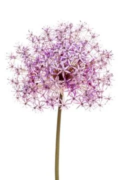 Flowering onion Stock Photos