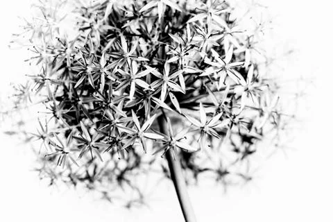 Flowering onion Stock Photos