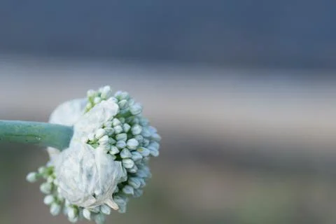 Flowering Onion Stock Photos