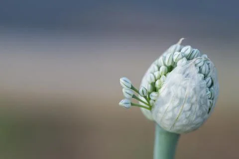 Flowering Onion Stock Photos