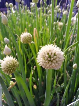 Flowering onion Stockfoto's