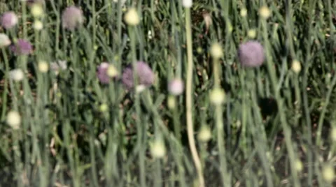 Flowering onion plants Stock Footage 56239962
