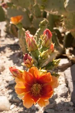 Flowering orange cactus Stock Photos