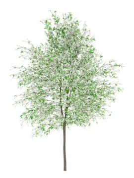 Flowering orange tree isolated on white background. 3d illustration Stock Illustration