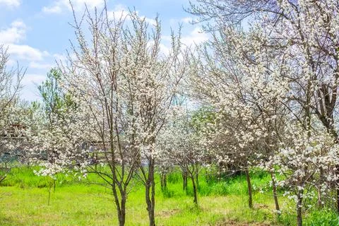 Flowering orchards of fruit trees in spring. Trees with white flowers on a .. Photos