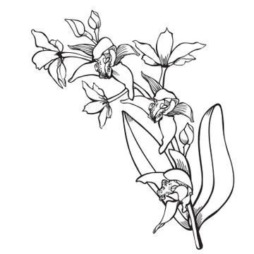 Flowering Orchid  Hand drawn vector illustration Illustrazione stock