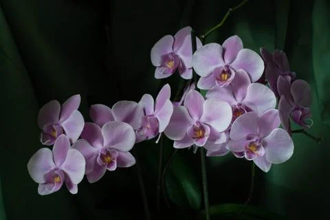 Flowering orchids. Fotos Stock