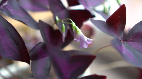Flowering Oxalis triangularis Stock Footage 171992118