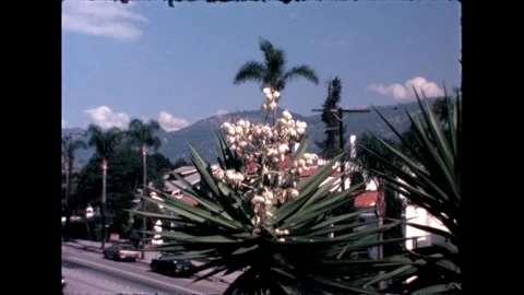 Flowering Palm Tree Stock Footage 276292254
