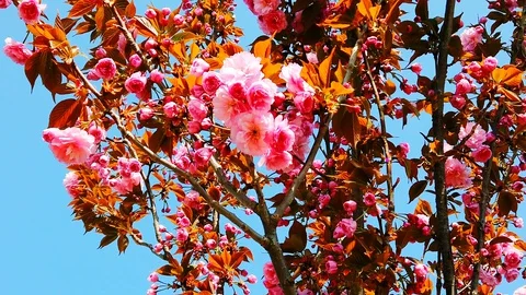 Flowering peach on background of blue sky. Close-up. Slow motion. Stock Footage 129898906
