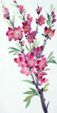 Flowering peach branch Stock Illustration