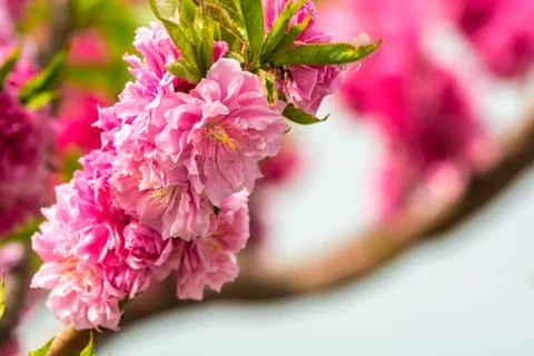 Flowering peach Stock Photos