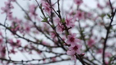 Flowering peach tree in the garden Stock Footage 112124867