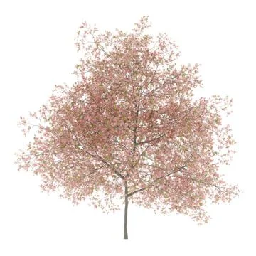 Flowering peach tree isolated on white background. 3d illustration Illustrazione stock