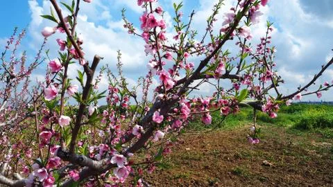 Flowering peach tree Stock Photos