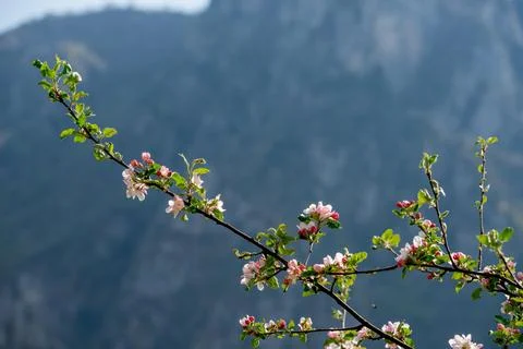 Flowering peach tree Stock Photos