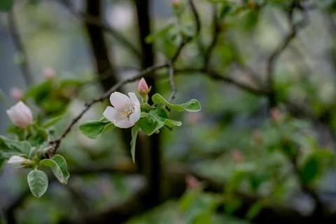 Flowering peach tree Stock Photos