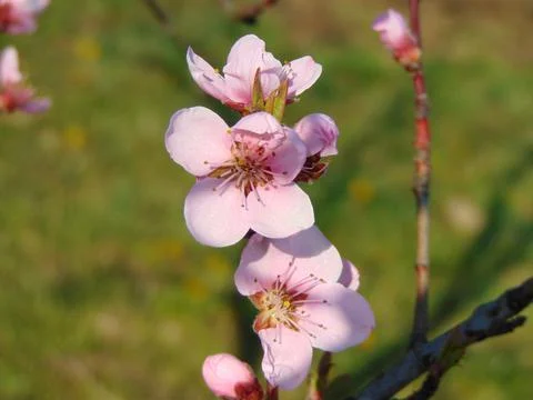 Flowering peach tree in the spring Фото