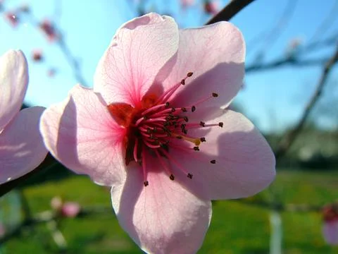 Flowering peach tree in the spring Fotos Stock