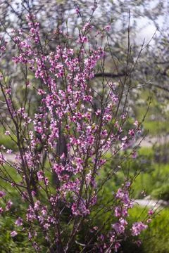 Flowering peach tree in spring, pink bloom Stock Photos