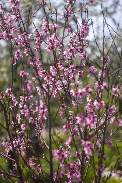 Flowering peach tree in spring, pink bloom Stock Photos