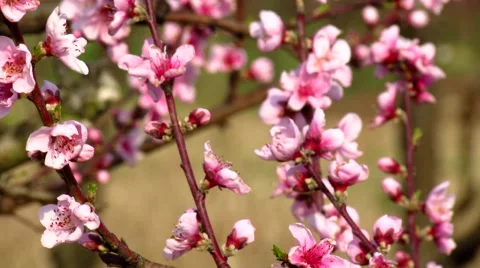 Flowering peach trees Stock Footage 50150813