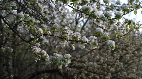 Flowering pear branches swaying in the wind in spring. Stock Footage 196233678