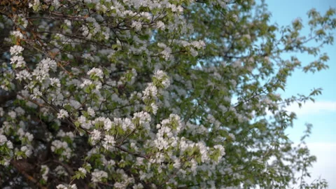 Flowering pear branches swaying in the wind in spring. Stock Footage 196235317