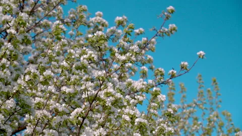 Flowering pear branches swaying in the wind in spring. Stock Footage 196235981