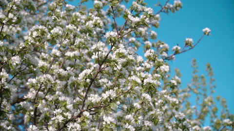Flowering pear branches swaying in the wind in spring. Stock Footage 196235988