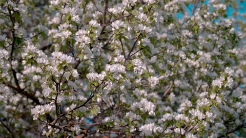 Flowering pear branches swaying in the wind in spring. Stock Footage 196235999