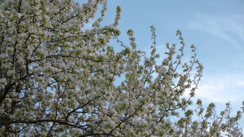 Flowering pear branches swaying in the wind in spring. Stock Footage 196236111