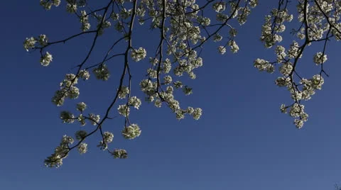 Flowering pear Stock Footage 22768744