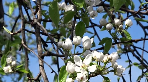 Flowering pear Video stock 49554191