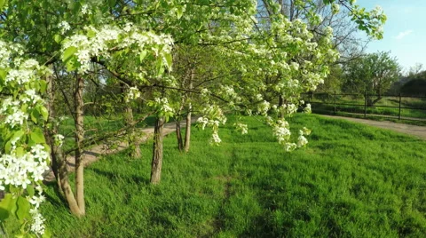 Flowering pear Stock Footage 50005932