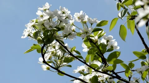 Flowering pear Stock Footage 132303609