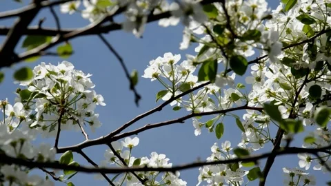 Flowering pear 스톡 동영상 132304752