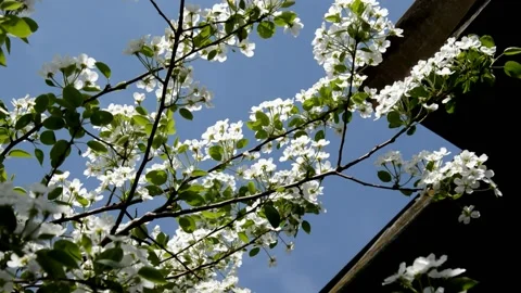 Flowering pear Stock Footage 132304990