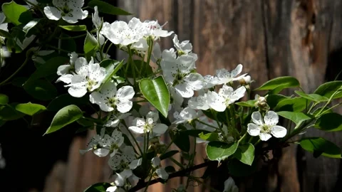 Flowering pear Stock Footage 132305488