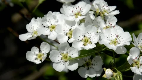 Flowering pear Stock Footage 132306333