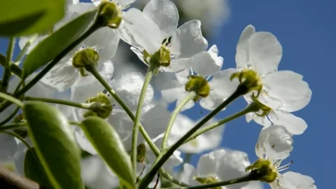 Flowering pear Stock Footage 132307705