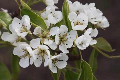 Flowering pear fruit tree. Stock Photos