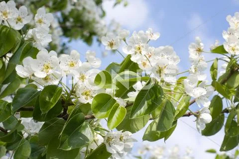 Flowering pear Stock Photos