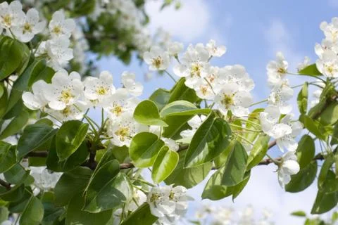 Flowering pear Stock-Fotos