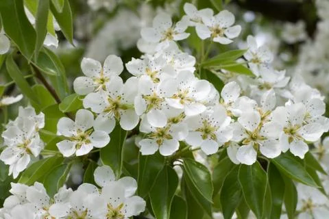 Flowering pear 写真素材
