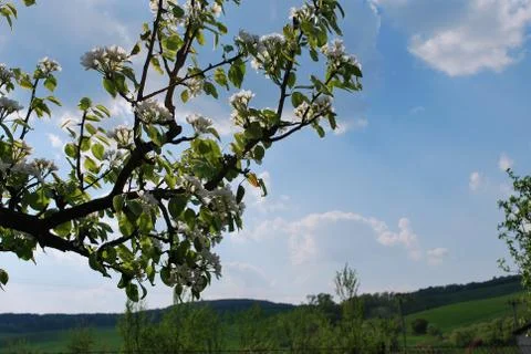 Flowering pear Stock Photos