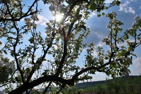 Flowering pear Stock Photos