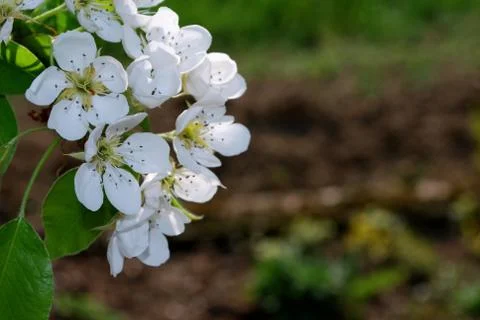 Flowering pear Stock Photos