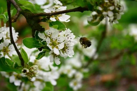 Flowering pear Stock Photos